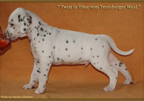 Twist in Time vom Teutoburger Wald