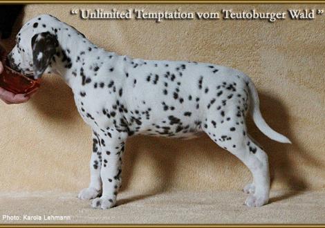 Unlimited Temptation vom Teutoburger Wald, Rufname Usher