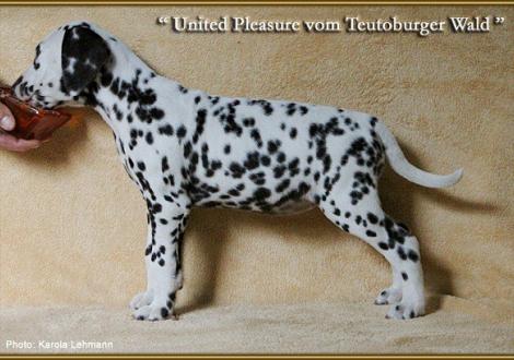 United Pleasure vom Teutoburger Wald, Rufname Pleasure