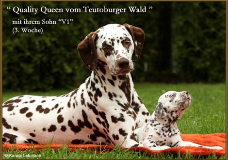 Quality Queen vom Teutoburger Wald mit Ihrem Sohn V1