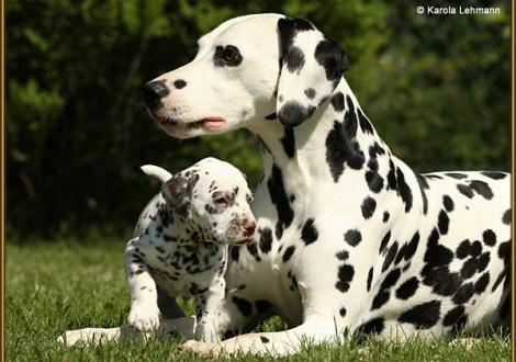 Tante Miss Puzzle (Obonya`s Pride Anna-Ariella) mit V1 vom Teutoburger Wald (4. Woche)