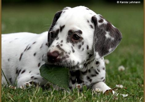 V1 vom Teutoburger Wald (5 Wochen alt)