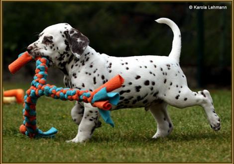 V1 vom Teutoburger Wald (5 Wochen alt)