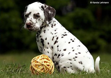 V1 vom Teutoburger Wald (5 Wochen alt)