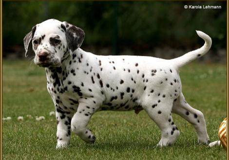 V1 vom Teutoburger Wald (5 Wochen alt)