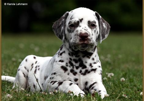 V1 vom Teutoburger Wald (5 Wochen alt)