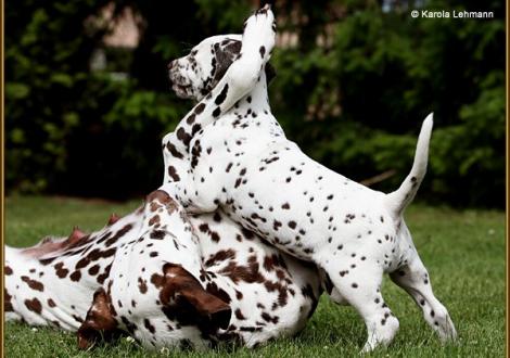 Spielstunde mit Mama Qualitiy Queen vom Teutoburger Wald