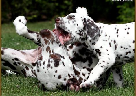 ... welches Maul ist größer?