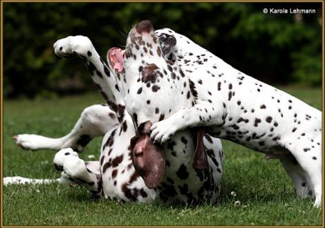 ... auf sie mit Gebrüll! (Mama Quality Queen vom Teutoburger Wald mit ihrem Sohn V1 vom Teutoburger Wald)