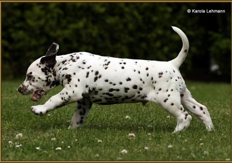 ... und auf gehts! V1 vom Teutoburger Wald (5 Wochen alt)