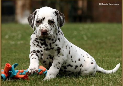 V1 vom Teutoburger Wald (5 Wochen alt)