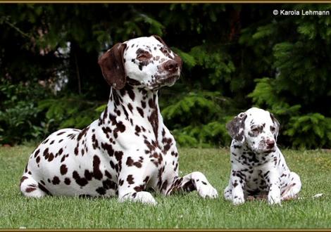 ... ich kann auch gaaaanz lieb sein! Quality Queen vom Teutoburger Wald mit ihrem Sohn V1 vom Teutoburger Wald