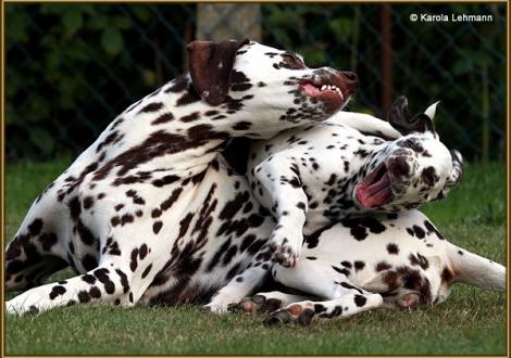 V1 vom Teutoburger Wald & seine Mama Quality Queen vom Teutoburger Wald