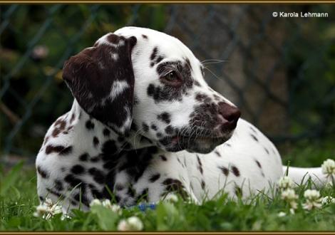 V1 vom Teutoburger Wald, Rufname Otis (7 Wochen alt)
