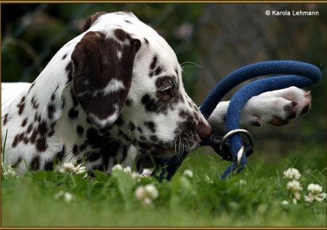 V1 vom Teutoburger Wald, Rufname Otis (7 Wochen alt)