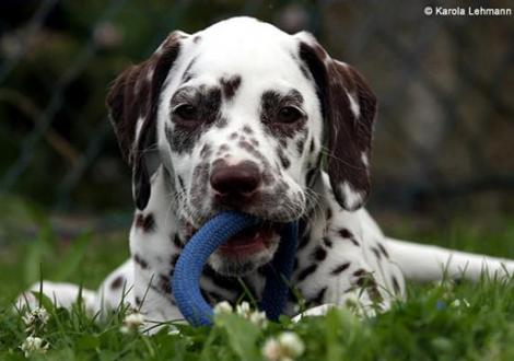 V1 vom Teutoburger Wald, Rufname Otis (7 Wochen alt)