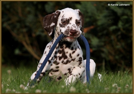 V1 vom Teutoburger Wald Rufname Otis (7 Wochen alt)