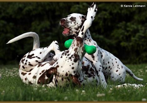 V1 vom Teutoburger Wald & seine Mama Quality Queen vom Teutoburger Wald