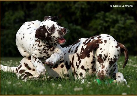 V1 vom Teutoburger Wald & seine Mama Quality Queen vom Teutoburger Wald