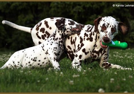 V1 vom Teutoburger Wald & seine Mama Quality Queen vom Teutoburger Wald