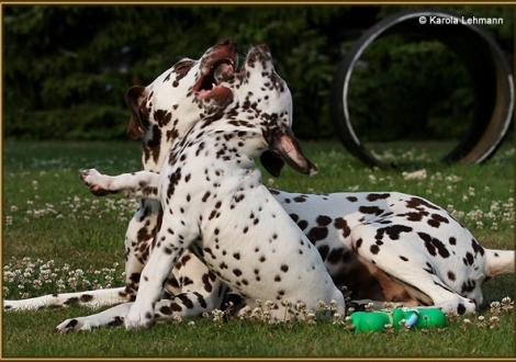 V1 vom Teutoburger Wald & seine Mama Quality Queen vom Teutoburger Wald