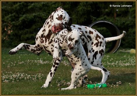 V1 vom Teutoburger Wald & seine Mama Quality Queen vom Teutoburger Wald