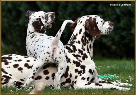 V1 vom Teutoburger Wald & seine Mama Quality Queen vom Teutoburger Wald