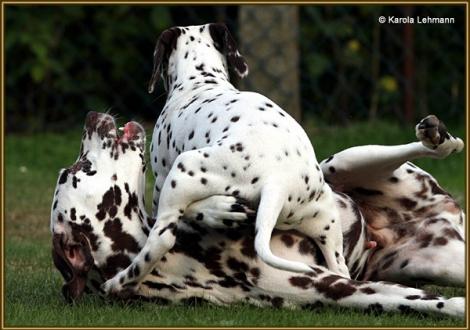 V1 vom Teutoburger Wald & seine Mama Quality Queen vom Teutoburger Wald