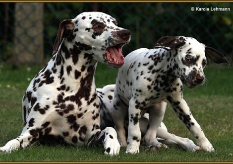 V1 vom Teutoburger Wald & seine Mama Quality Queen vom Teutoburger Wald