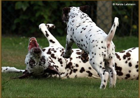 V1 vom Teutoburger Wald & seine Mama Quality Queen vom Teutoburger Wald