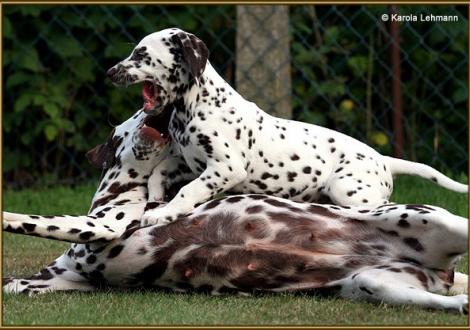 V1 vom Teutoburger Wald & seine Mama Quality Queen vom Teutoburger Wald