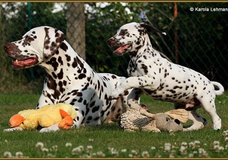 Papa Christi ORMOND Exquisite Selection & sein Sohn V1 vom Teutoburger Wald