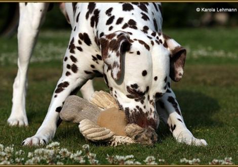 Papa Christi ORMOND Exquisite Selection