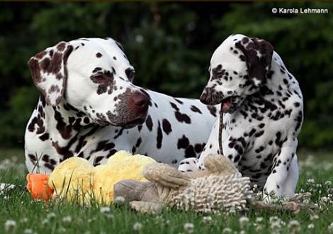 Papa Christi ORMOND Exquisite Selection & sein Sohn V1 vom Teutoburger Wald