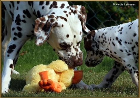 Christi ORMOND Exquisite Selection & sein Sohn V1 vom Teutoburger Wald