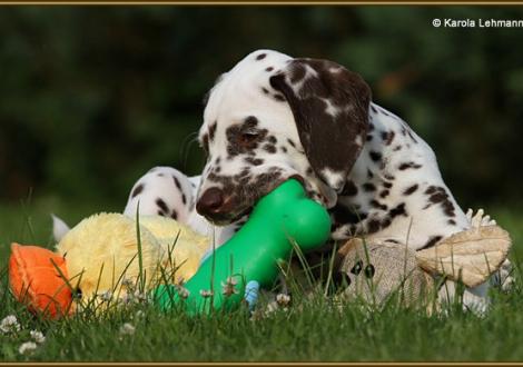 V1 vom Teutoburger Wald (8 Wochen alt)