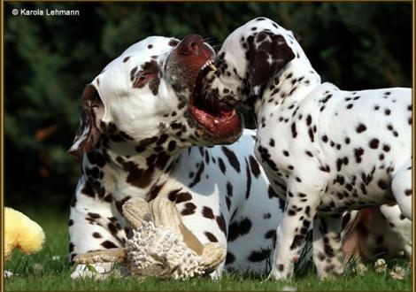 Christi ORMOND Exquisite Selection & sein Sohn V1 vom Teutoburger Wald