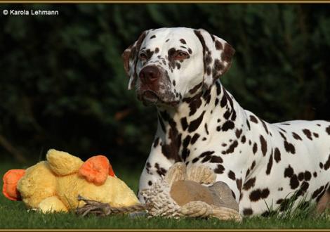 Papa Christi ORMOND Exquisite Selection