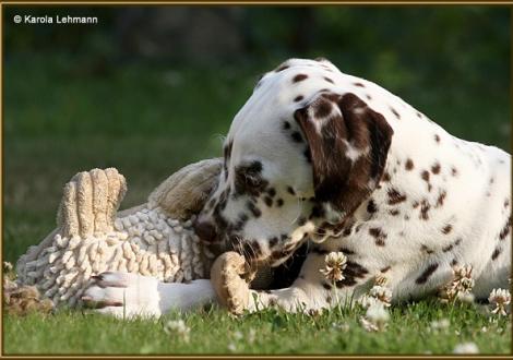 V1 vom Teutoburger Wald (8 Wochen alt)