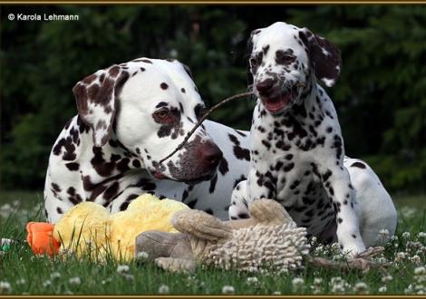 Christi ORMOND Exquisite Selection & sein Sohn V1 vom Teutoburger Wald