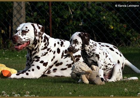 Christi ORMOND Exquisite Selection & sein Sohn V1 vom Teutoburger Wald