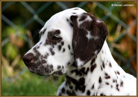 V1 vom Teutoburger Wald (8 Wochen alt)