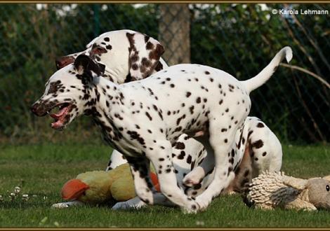 Christi ORMOND Exquisite Selection & sein Sohn V1 vom Teutoburger Wald