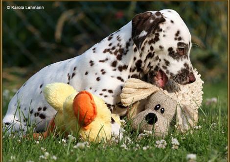 V1 vom Teutoburger Wald (8 Wochen alt)