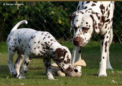 Christi ORMOND Exquisite Selection & sein Sohn V1 vom Teutoburger Wald