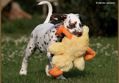 V1 vom Teutoburger Wald (8 Wochen alt)