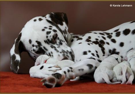 Mama Treasure Toulouse vom Teutoburger Wald (Rufname: Amena) mit ihrem W-Wurf