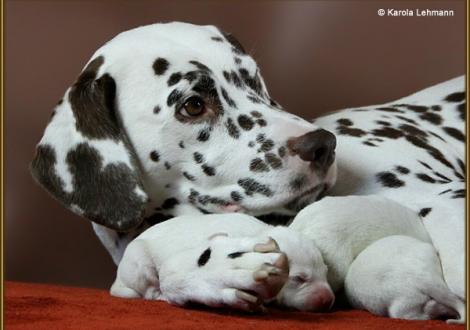 Mama Treasure Toulouse vom Teutoburger Wald (Rufname: Amena) mit ihrem W-Wurf