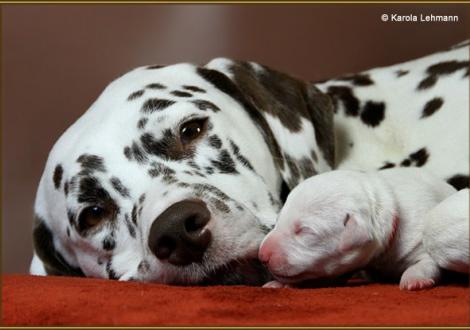 Mama Treasure Toulouse vom Teutoburger Wald (Rufname: Amena) mit ihrem W-Wurf