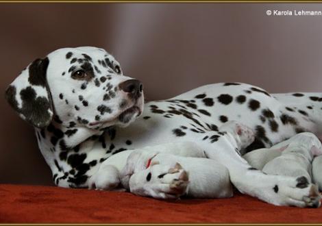 Mama Treasure Toulouse vom Teutoburger Wald (Rufname: Amena) mit ihrem W-Wurf